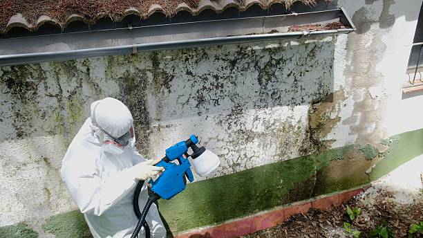 Trusted Attic Mold Removal service in Circle Pines, MN - Cheap Mold Removal